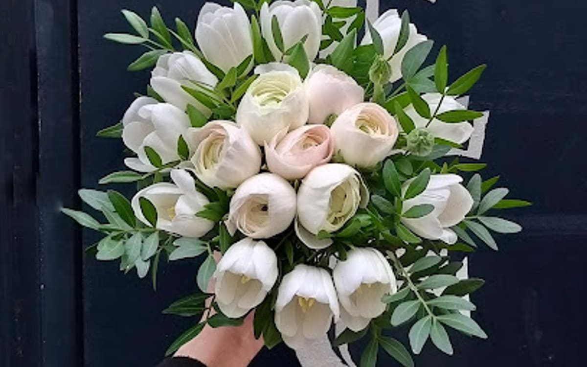 Photo de Alocasia